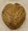 Two Lovenia Sea Urchin Fossil - Beaumaris, Australia #31074-2